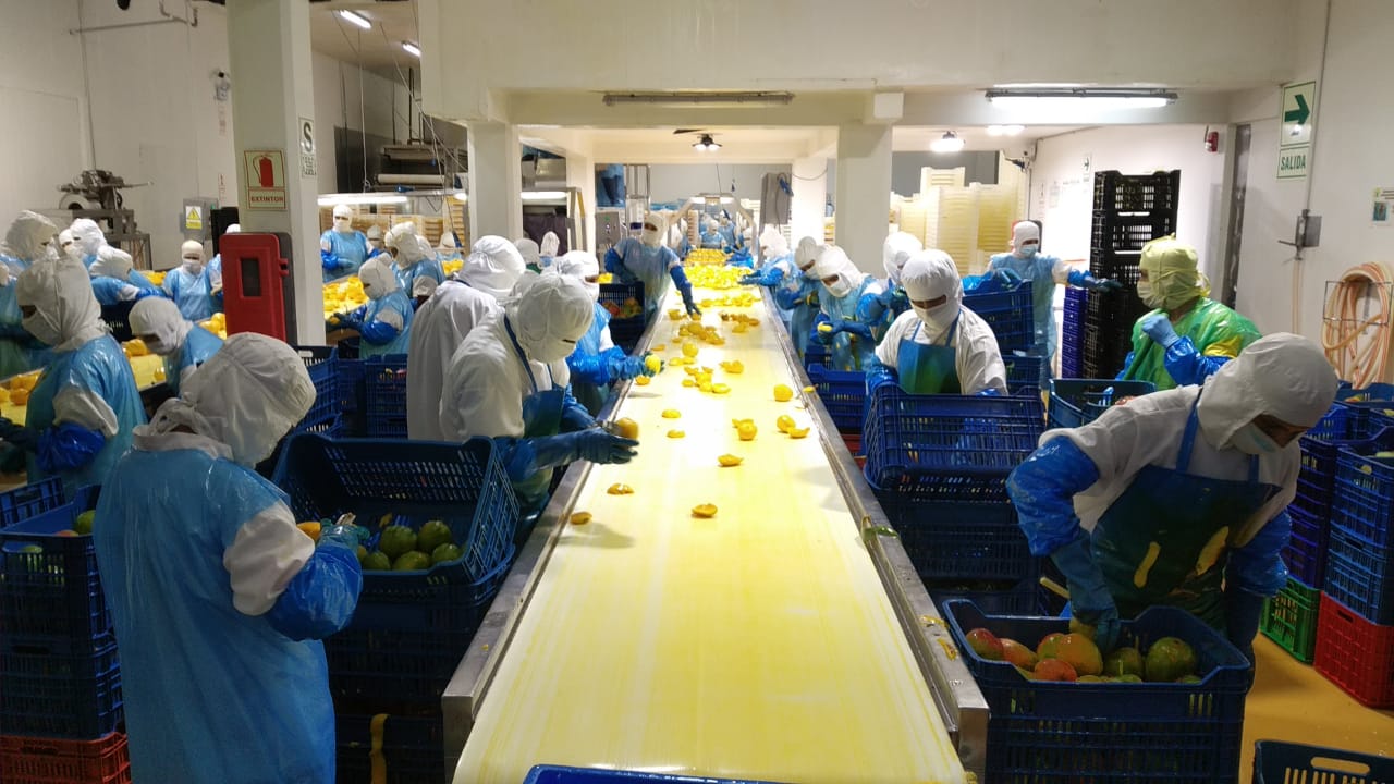 Sala proceso mango 2